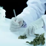 Understanding Medical Cannabis Support Options