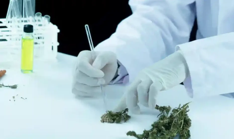 medical cannabis physician