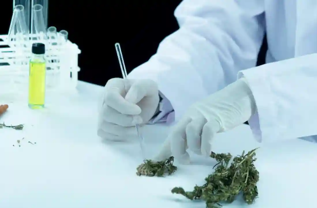 Key Benefits of Visiting a Qualified Medical Cannabis Physician
